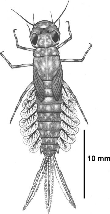Chaquihua Penai