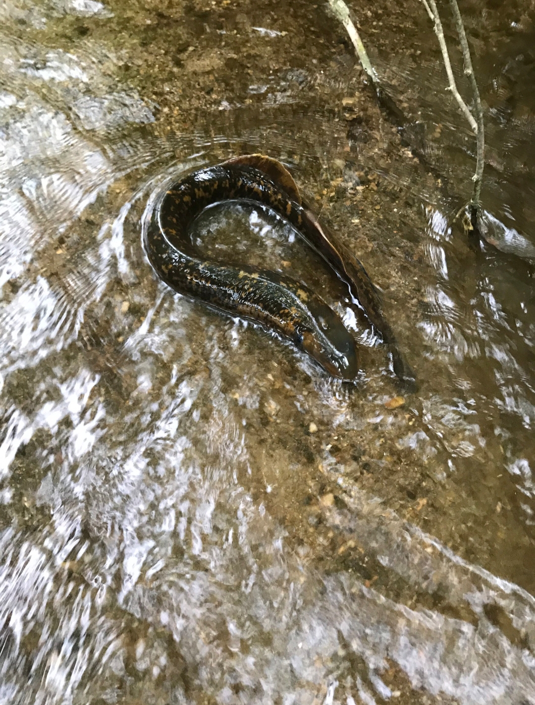 Petromyzon Marinus