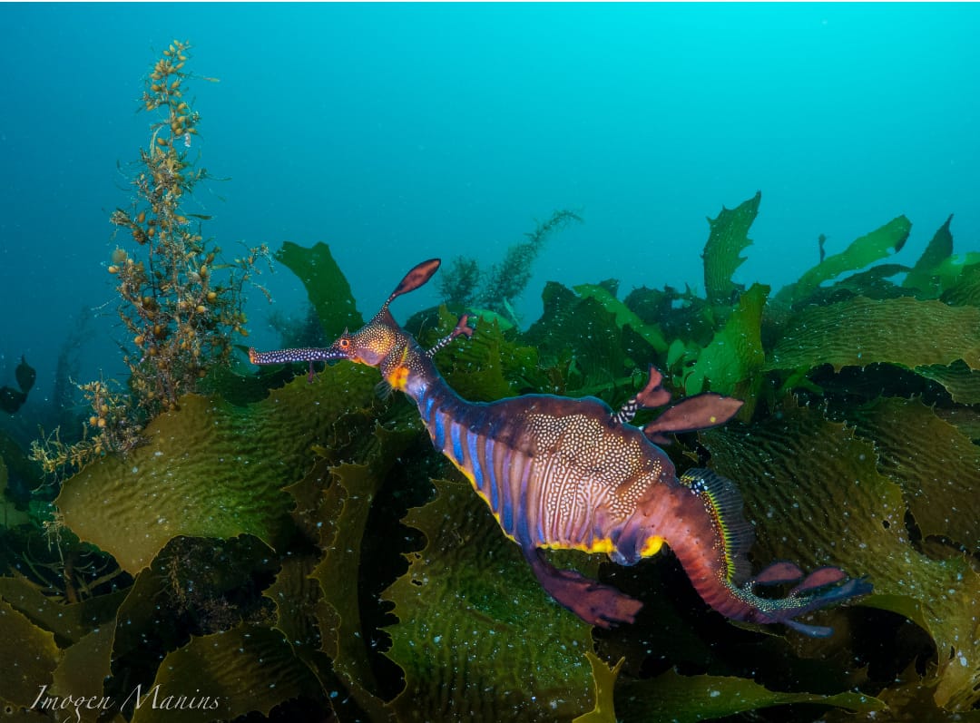 Phyllopteryx taeniolatus