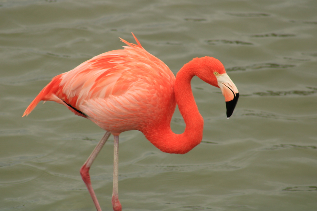 Phoenicopterus ruber