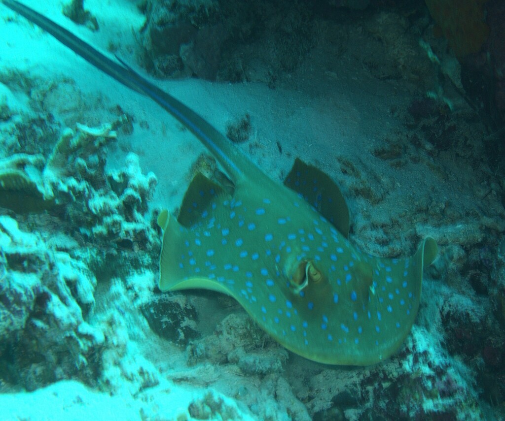 Taeniura lymma