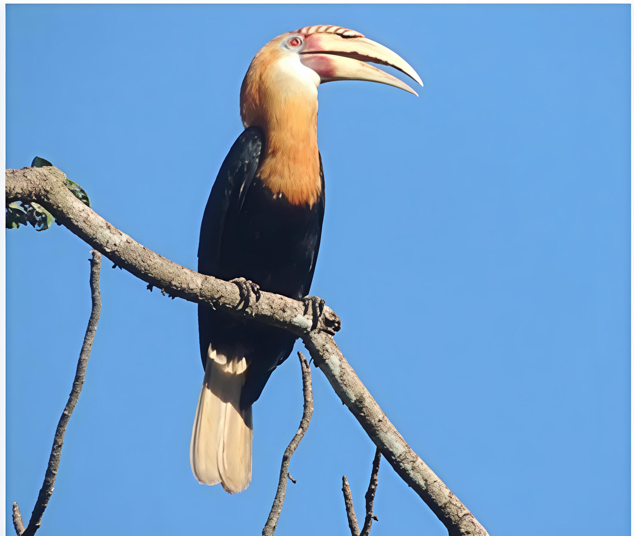 Rhyticeros plicatus spp. dampieri