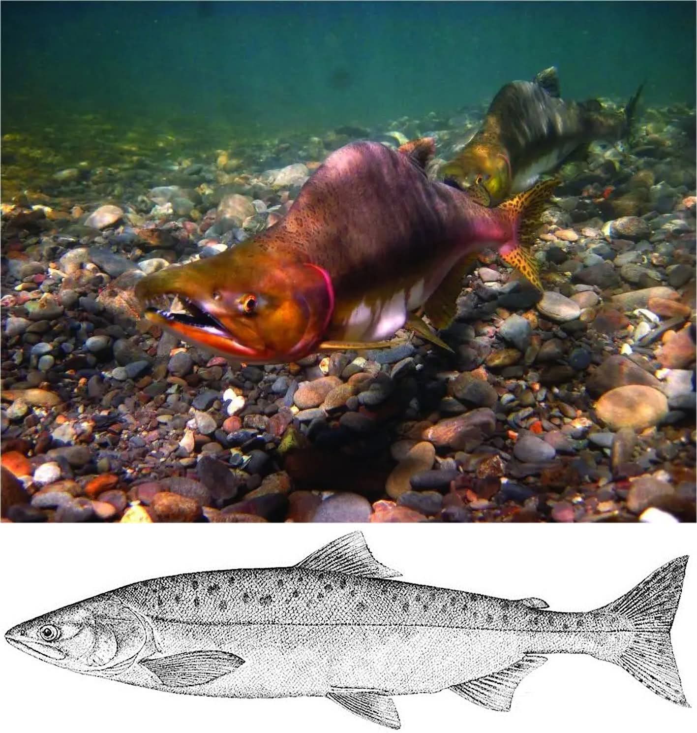 Oncorhynchus gorbuschka