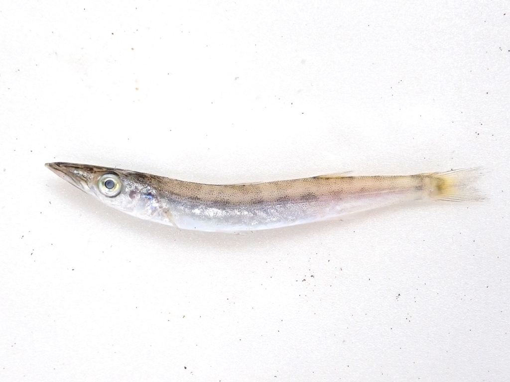 Sphyraena acutipinnis