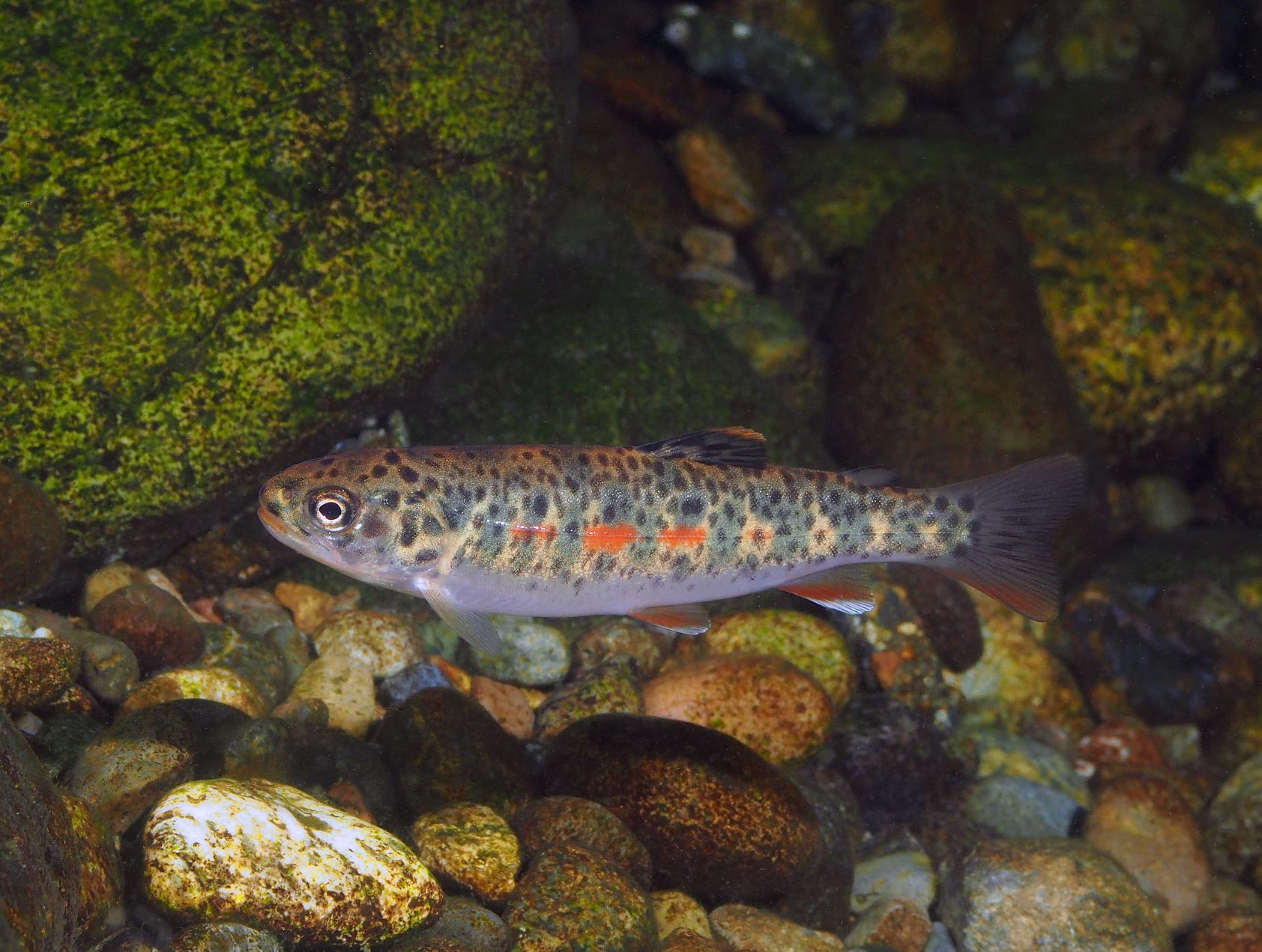 Oncorhynchus clarkii ssp.clarkii