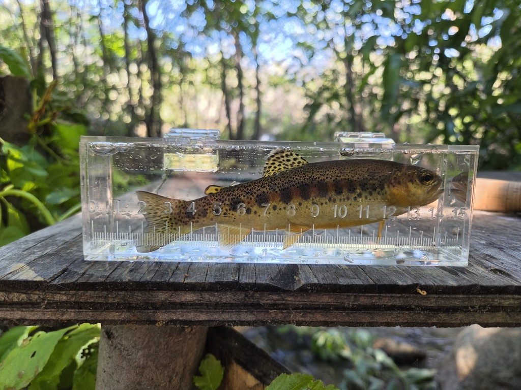 Oncorhynchus mykiss ssp. gilberti