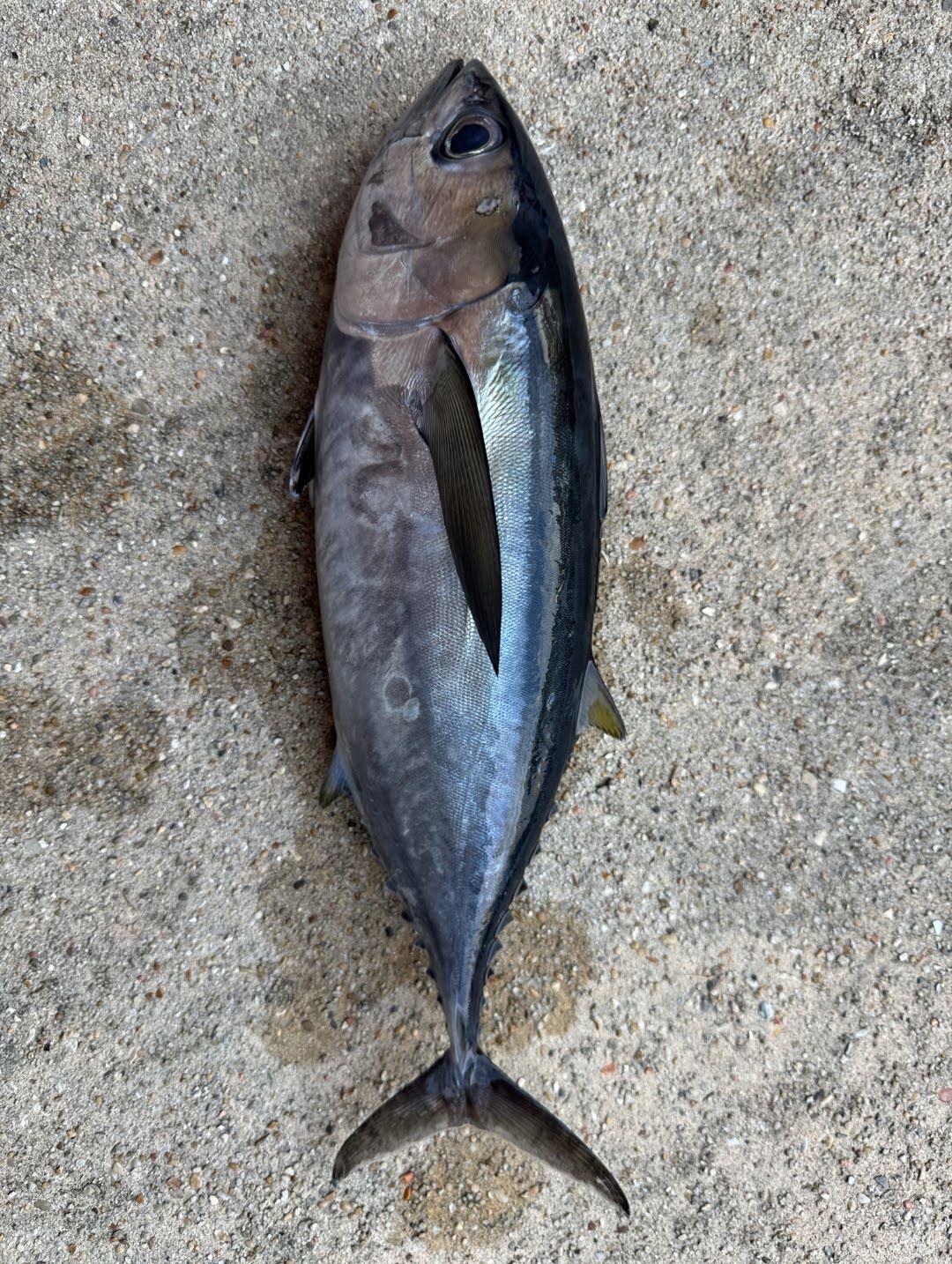 Thunnus atlanticus