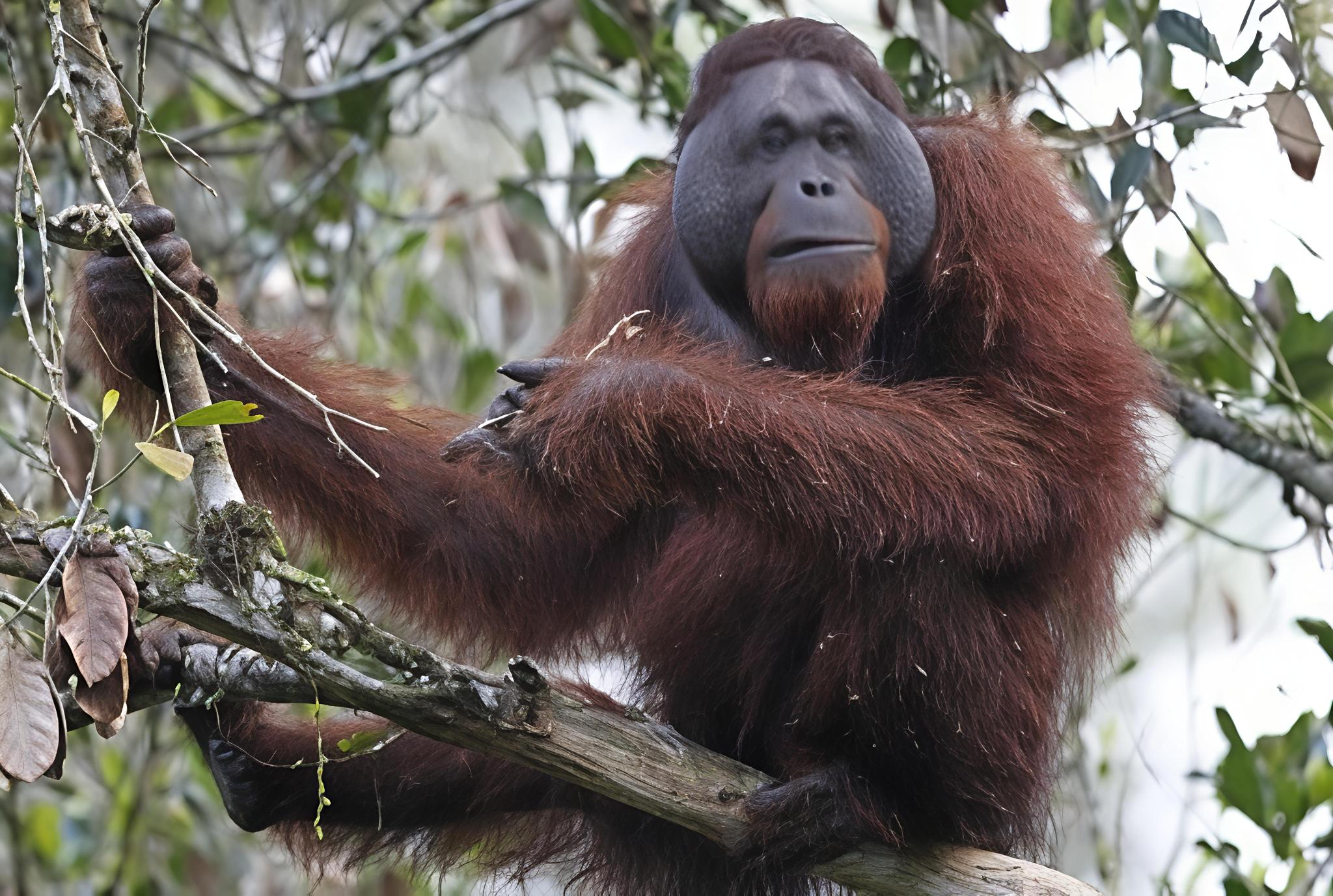 Pongo pygmaeus spp. morio