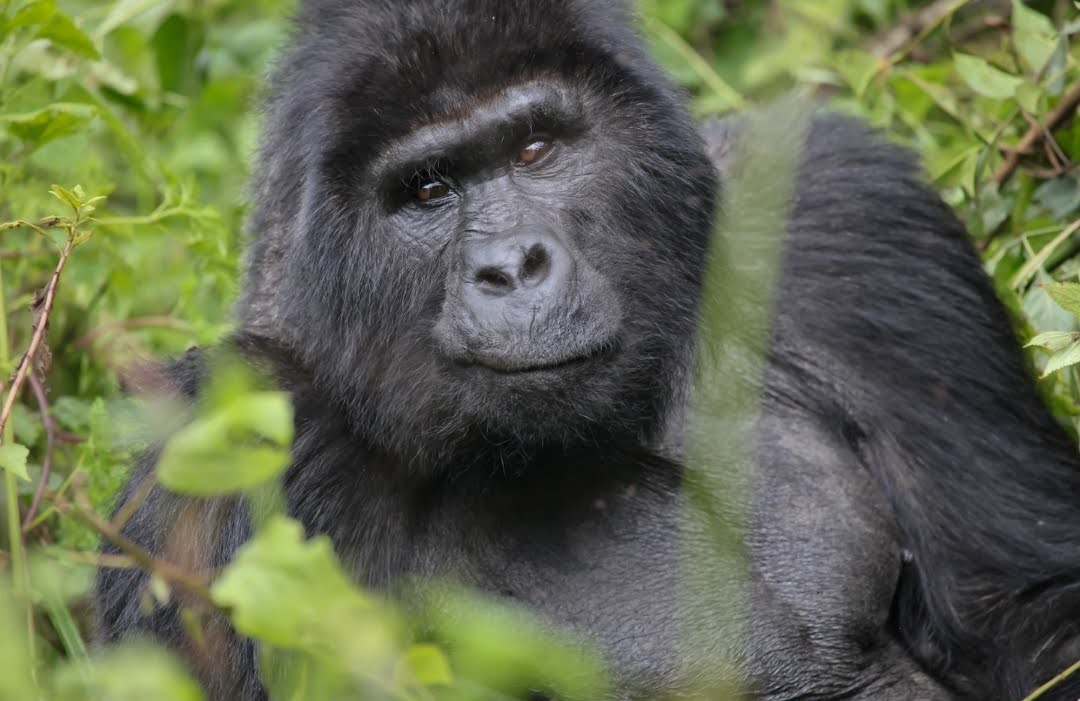 Gorilla beringei