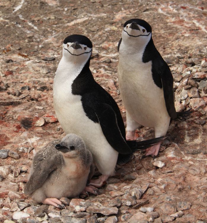 Pygoscelis antarcticus