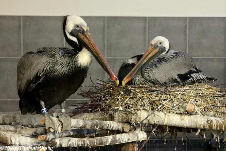 Pelecanus occidentalis spp.carolinensis