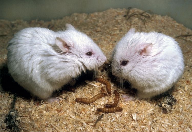 Phodopus Campbelli