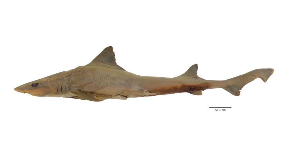 Mustelus Minicanis