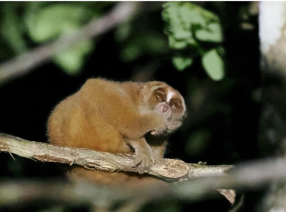Nycticebus menagensis