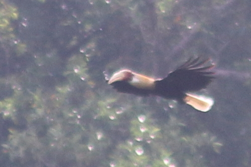 Rhyticeros plicatus ssp. harterti