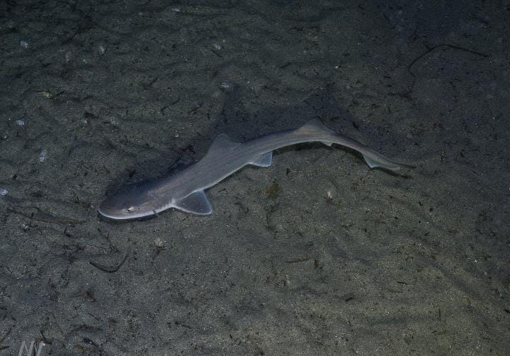 Mustelus Californicus