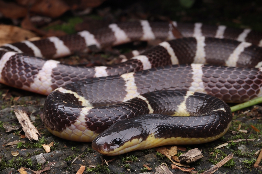 Bungarus suzhenae
