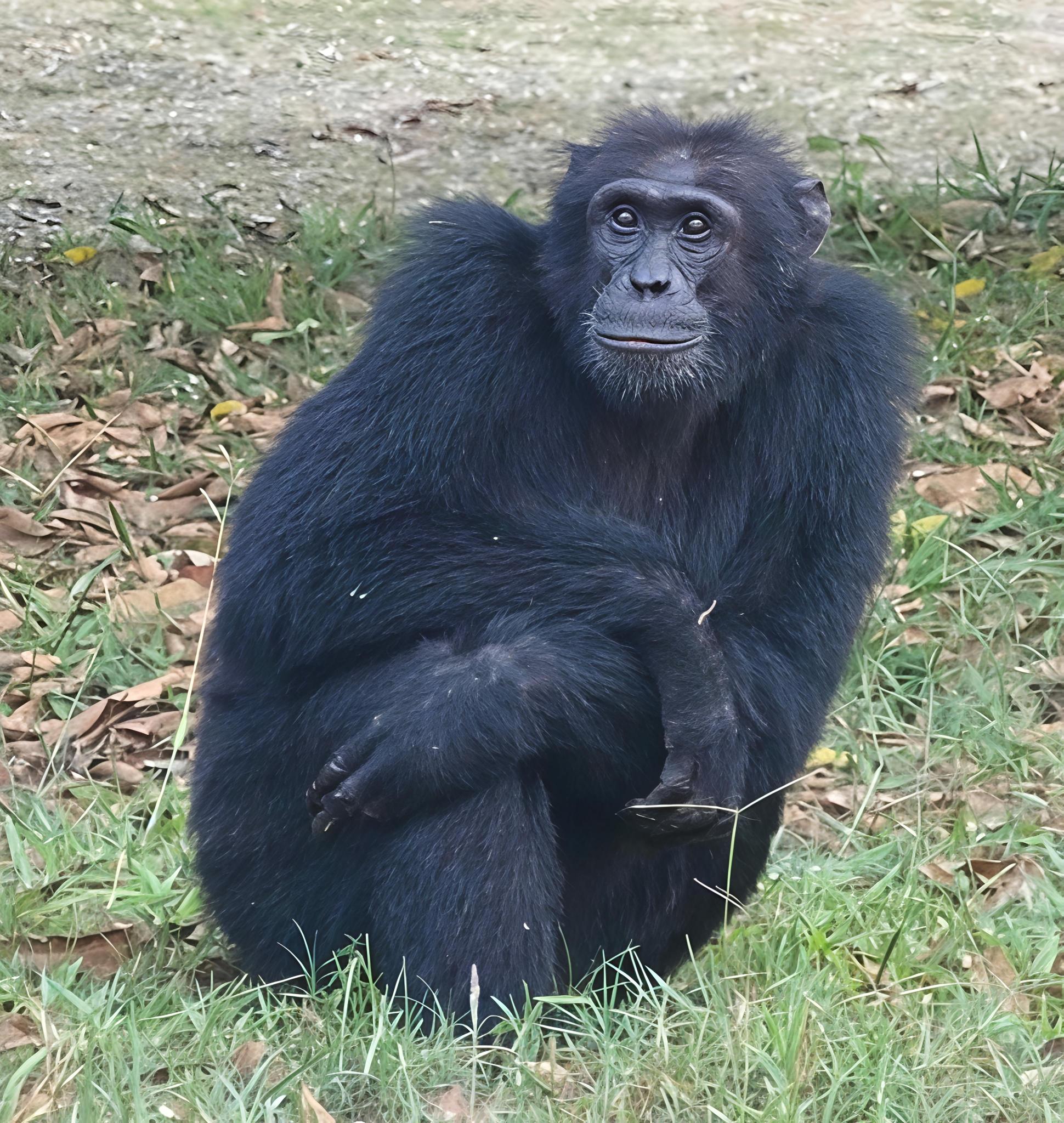 Pan troglodytes spp. schweinfurthii