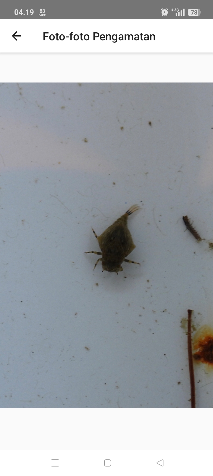 Baetisca Rubescens