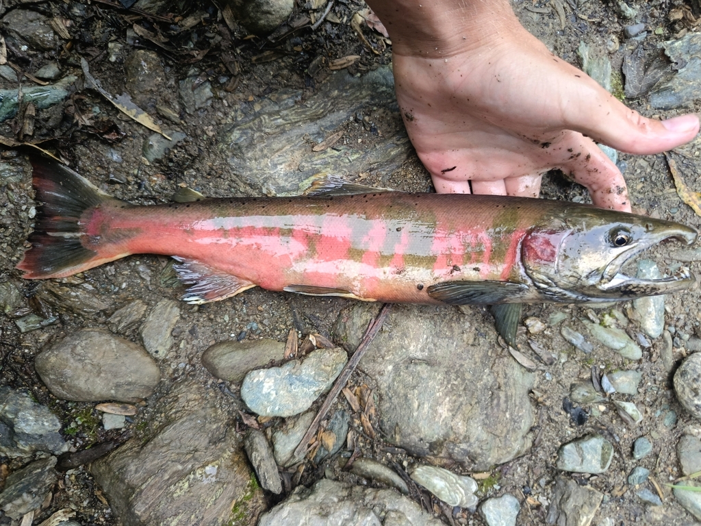 Oncorhynchus masou ssp. masou