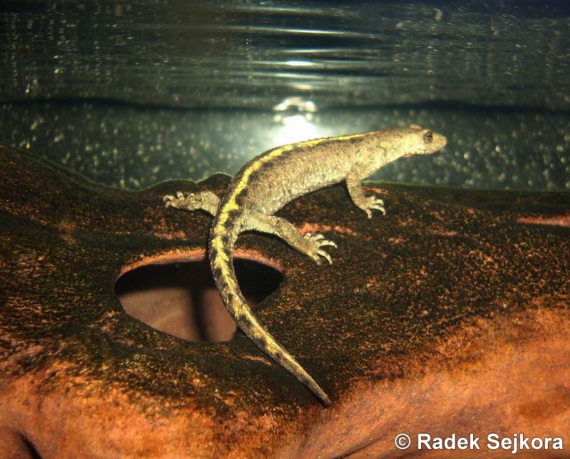 Calotriton Asper