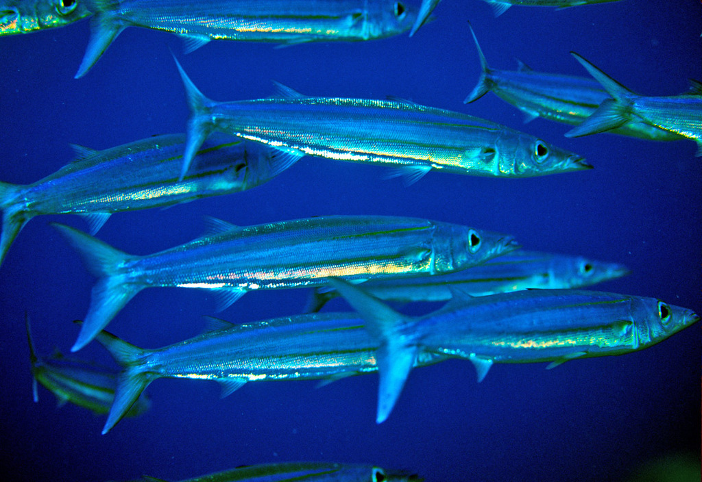 Sphyraena helleri