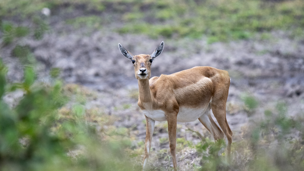 Antilope cervicapra ssp.cervicapra
