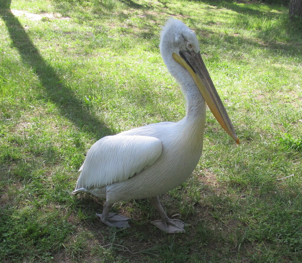 Pelecanus crispus