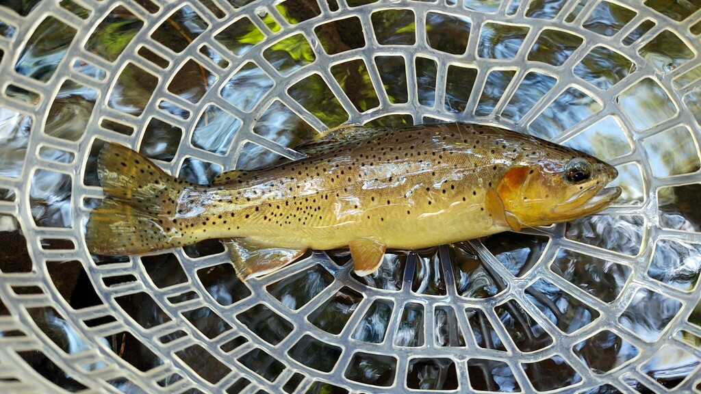 Oncorhynchus apache