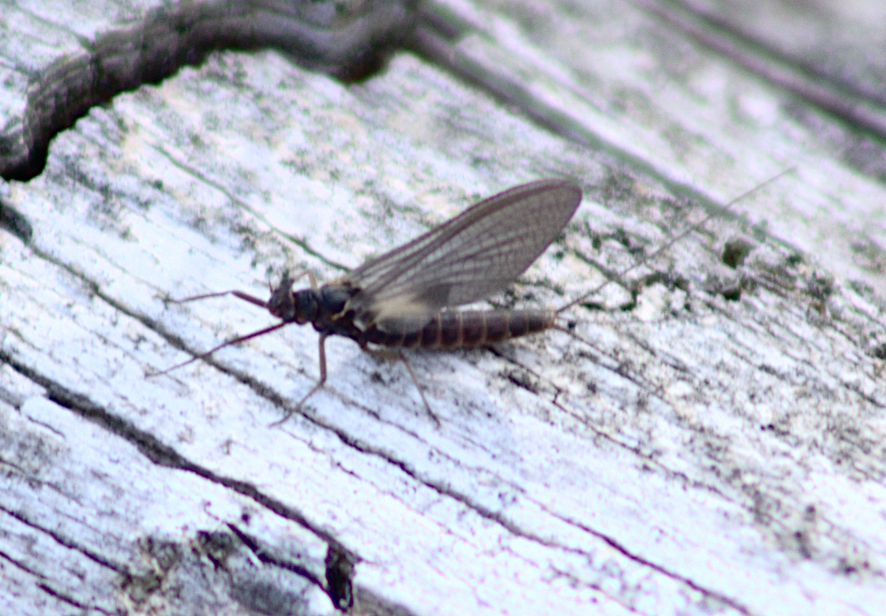 Paraleptophlebia praepedita