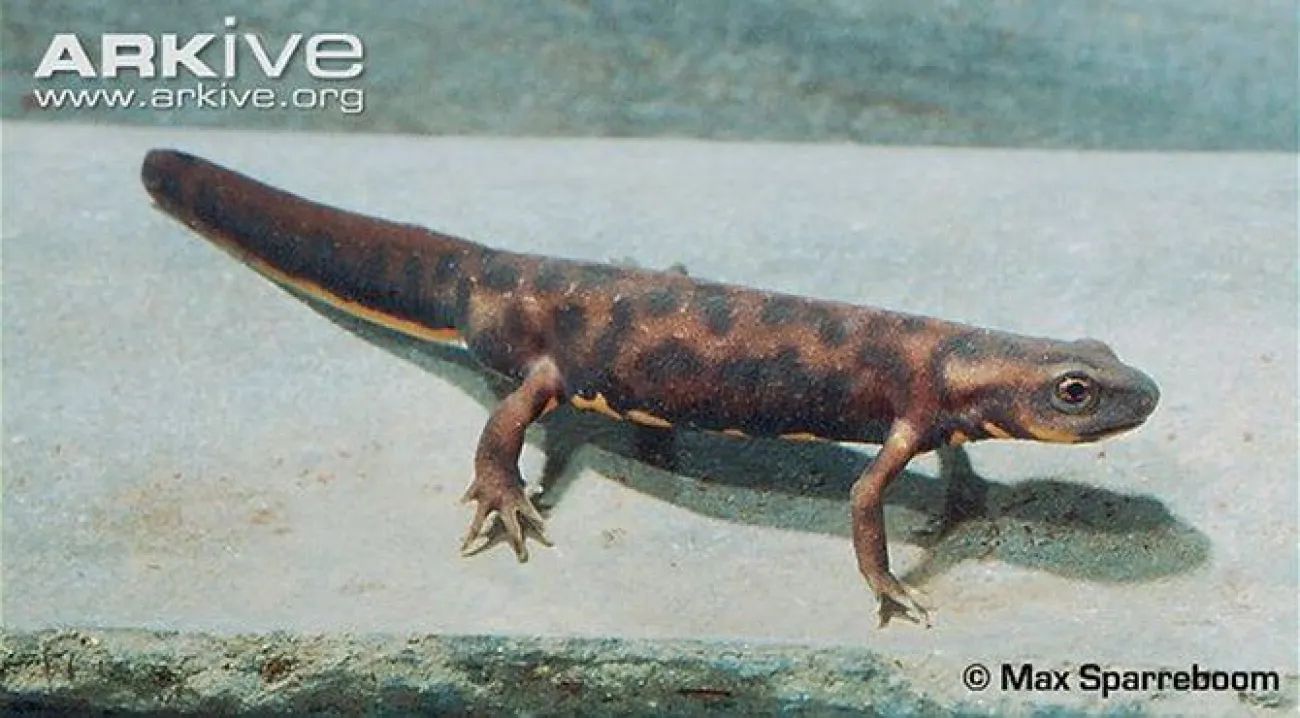 Hypselotriton orphicus