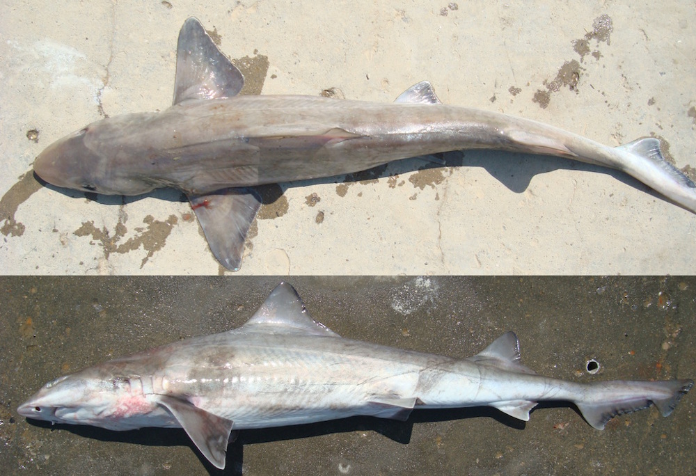 Mustelus Whitneyi