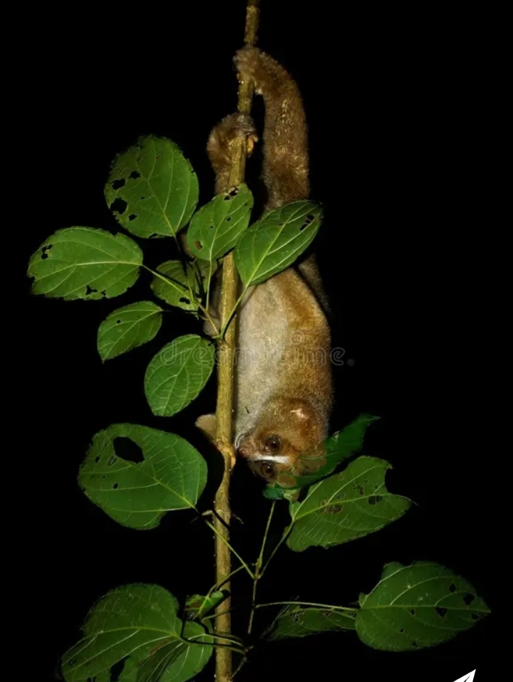 Nycticebus menagensis spp.philippinus