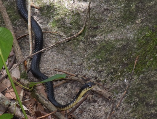 Pseudohaje Nigra