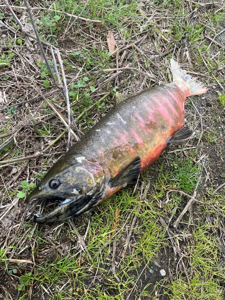 Oncorhynchus biwaensis