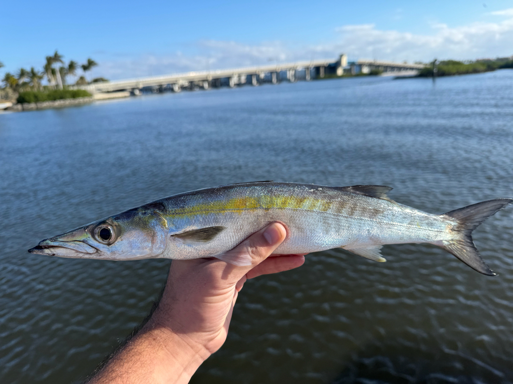 Sphyraena guachancho