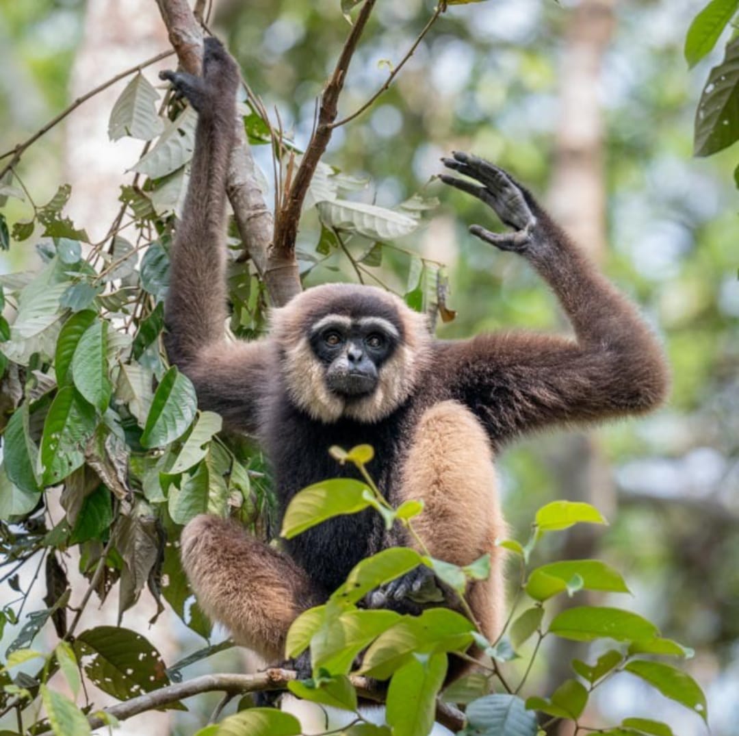 Hylobates albibarbis