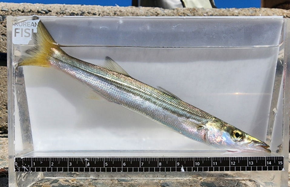Sphyraena pinguis