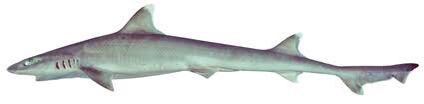 Hemitriakis abdita