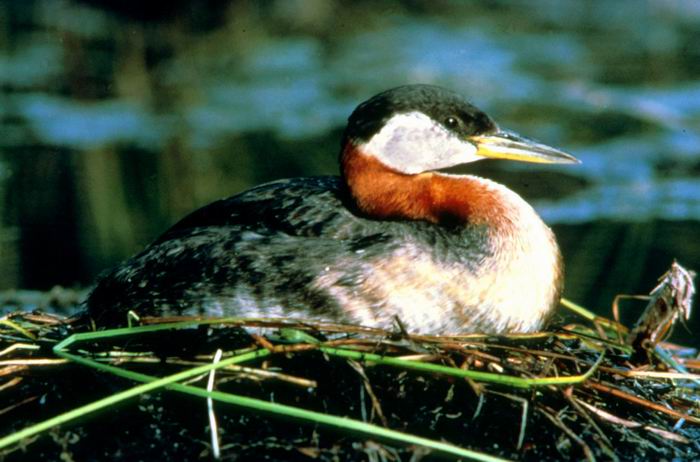 Podiceps grisegena