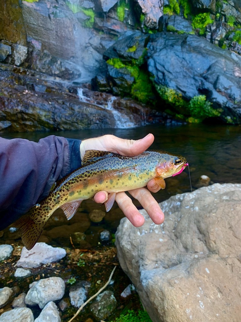 Oncorhynchus chrysogaster