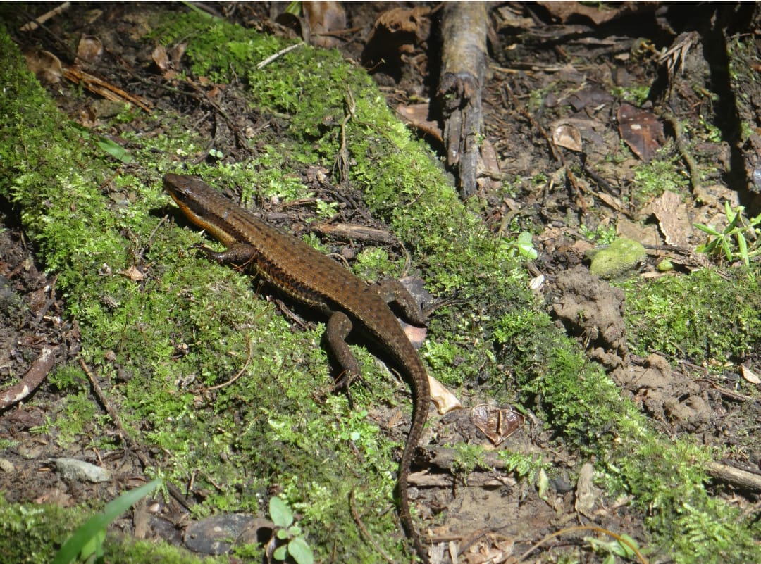Eutropis rudis