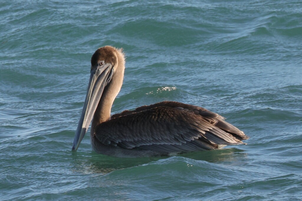 Pelecanus occidentalis ssp. occidentalis