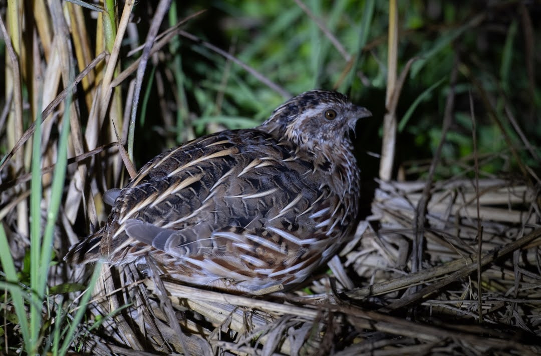 Coturnix japonica