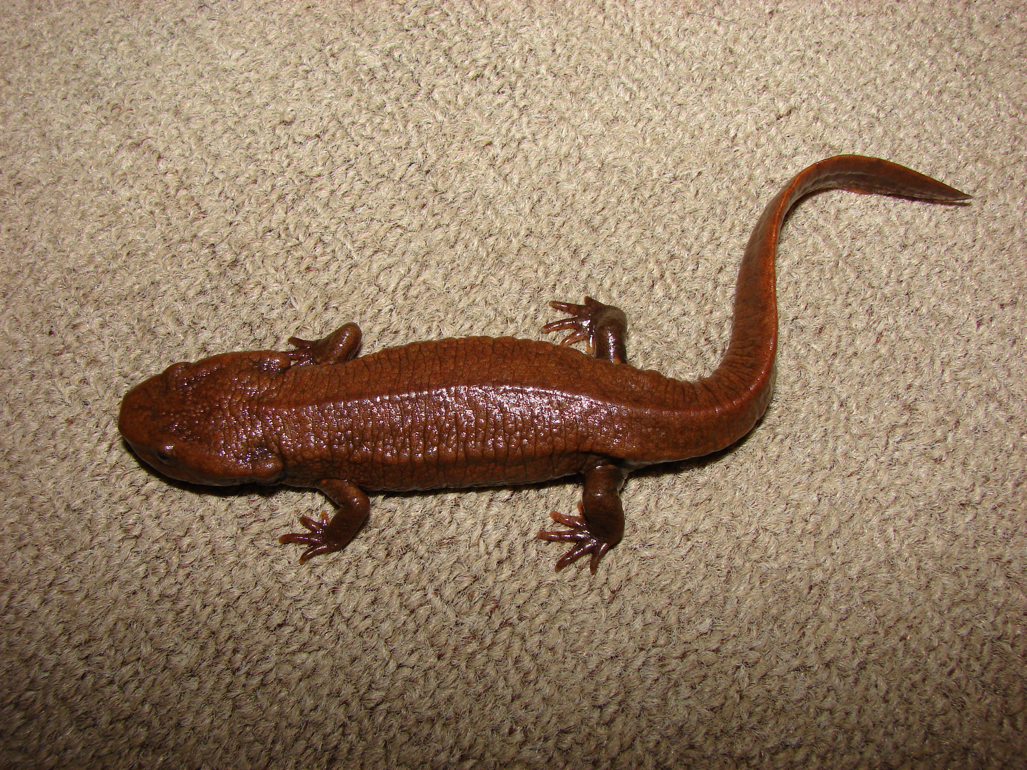 Paramesotriton yunwuensis