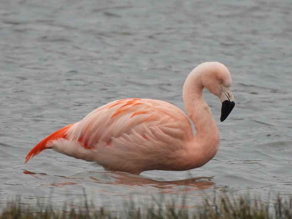Phoenicopterus chilensis