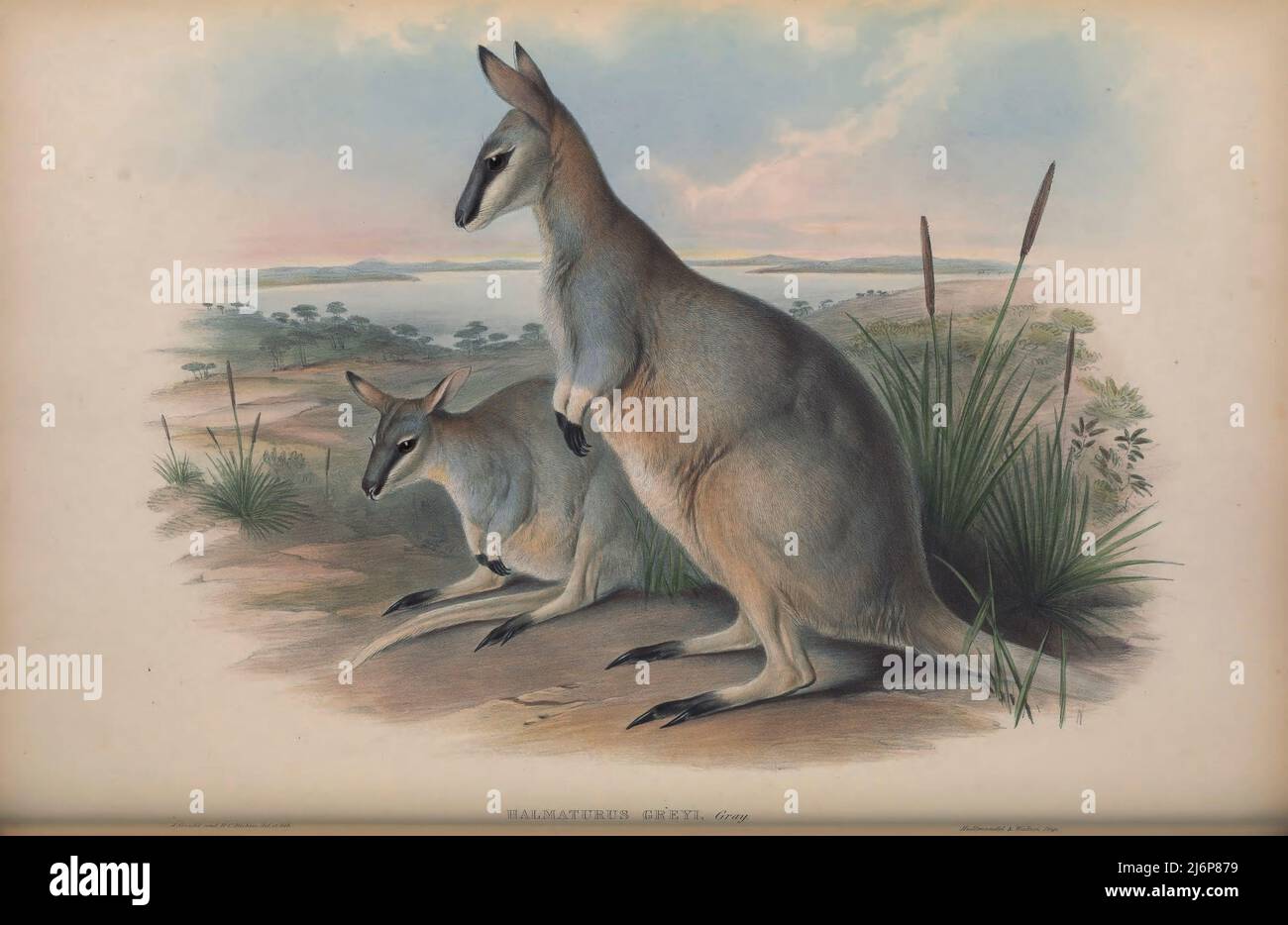 Notamacropus greyi