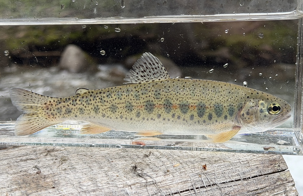 Oncorhynchus mykiss ssp. gairdneri