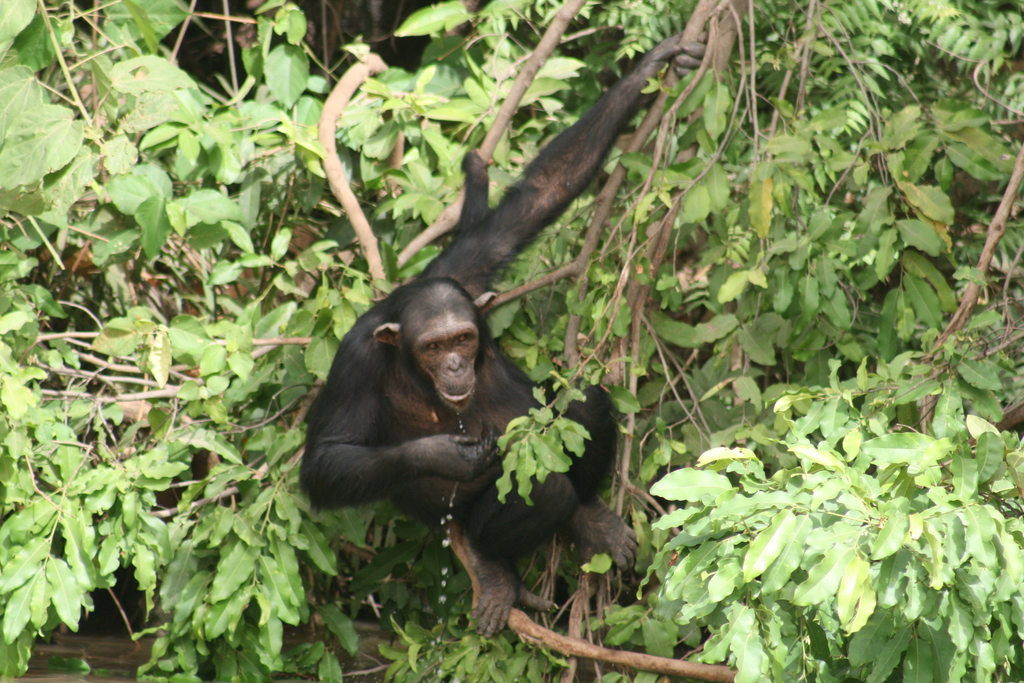 Pan troglodytes spp. verus