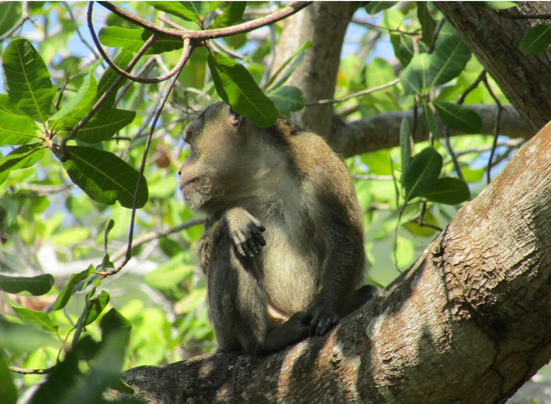 Macaca fascicularis spp.karimondjawae